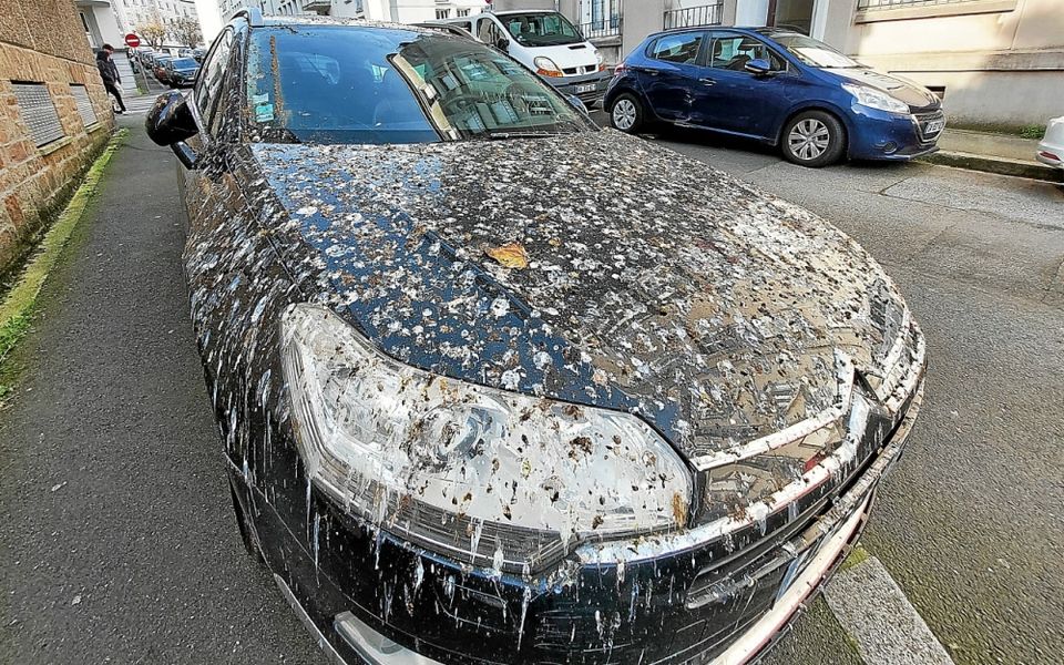 découvrez l'importance et l'impact de la fiente dans l'agriculture et l'écosystème. apprenez comment cet engrais naturel peut enrichir le sol et favoriser la croissance des plantes tout en préservant l'environnement.