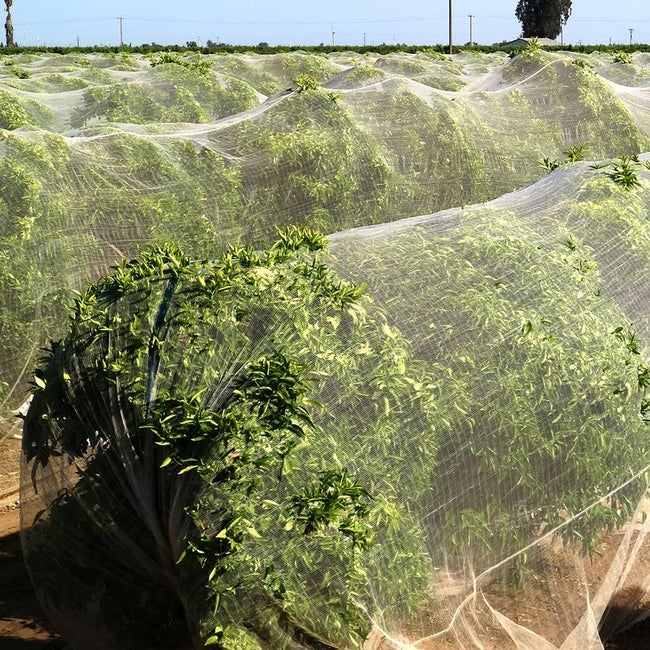 protégez vos cultures et vos végétaux des intempéries avec un filet anti-grêle efficace. idéal pour préserver vos récoltes des dommages causés par la grêle, ce filet durable et résistant s'installe facilement et garantit une protection optimale tout en laissant entrer la lumière et l'eau. découvrez nos modèles adaptés à tous vos besoins agricoles.