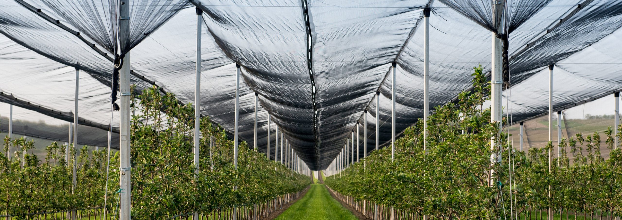 découvrez notre filet anti-grêle, la solution idéale pour protéger vos cultures et vos plantations des intempéries. facile à installer, durable et efficace, il préserve vos récoltes des dommages causés par la grêle tout en permettant une bonne exposition au soleil et à l'eau.