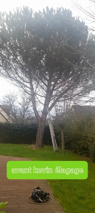 rejoignez notre forum élagage pour échanger des conseils, poser vos questions et partager vos expériences sur l'entretien des arbres et arbustes. découvrez des techniques d'élagage, des astuces d'experts et recevez des recommandations pour votre jardin.