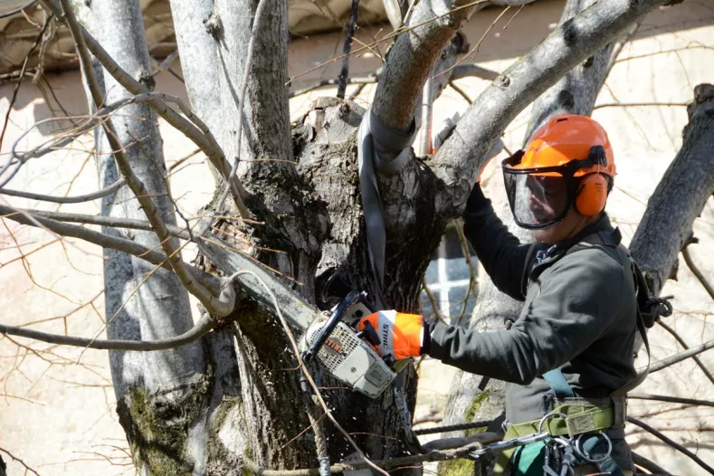 rejoignez notre forum dédié à l'élagage pour échanger des conseils, poser vos questions et partager vos expériences avec des passionnés et des experts. découvrez les meilleures pratiques pour un jardinage réussi et apprenez à entretenir vos arbres comme un pro !