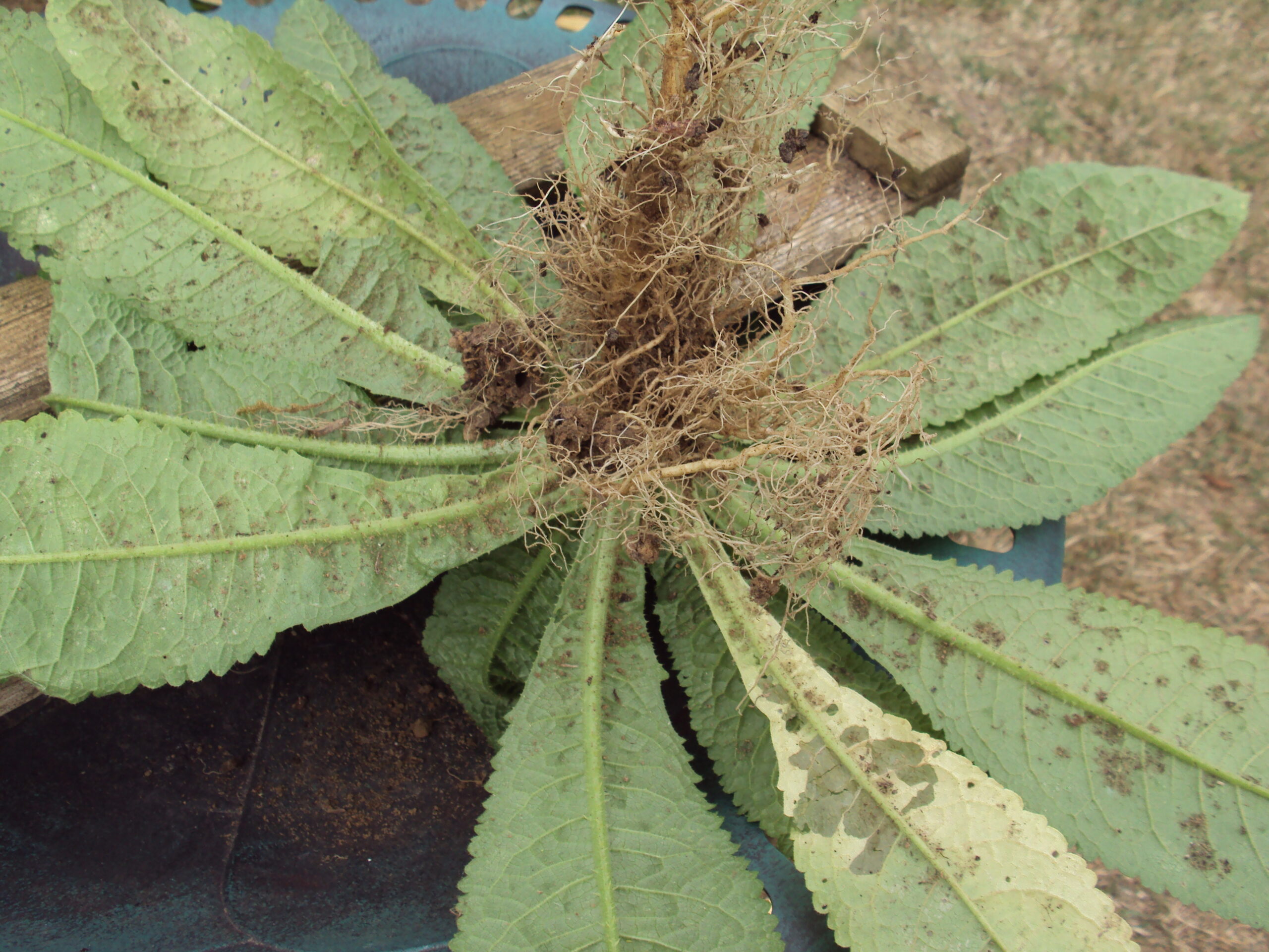 découvrez le forum feuille, votre espace d'échange et de discussion sur les thèmes de l'écologie, du développement durable et des initiatives vertes. participez à des conversations enrichissantes et partagez vos idées pour un avenir meilleur.