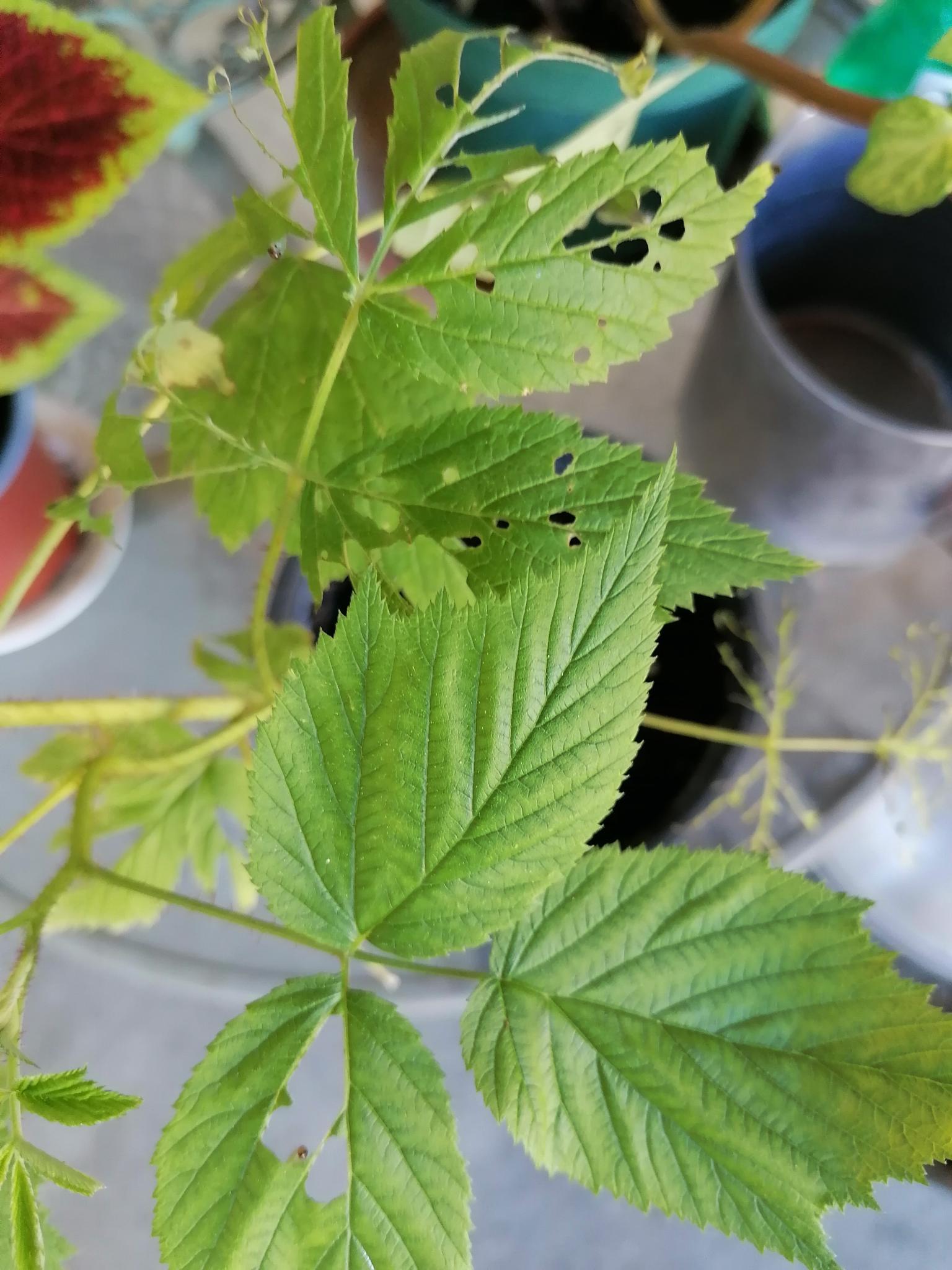 découvrez notre forum dédié aux passionnés de la nature et des feuilles. échangez des conseils, partagez vos expériences et apprenez tout sur l'identification, la culture et l'entretien des plantes feuillues. rejoignez une communauté engagée dans la préservation de la biodiversité!