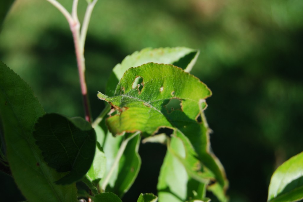 découvrez le forum feuille, un espace d'échange dédié aux passionnés de jardinage, de botanique et de nature. participez aux discussions, partagez vos astuces et apprenez des experts pour faire prospérer vos plantes et votre jardin.