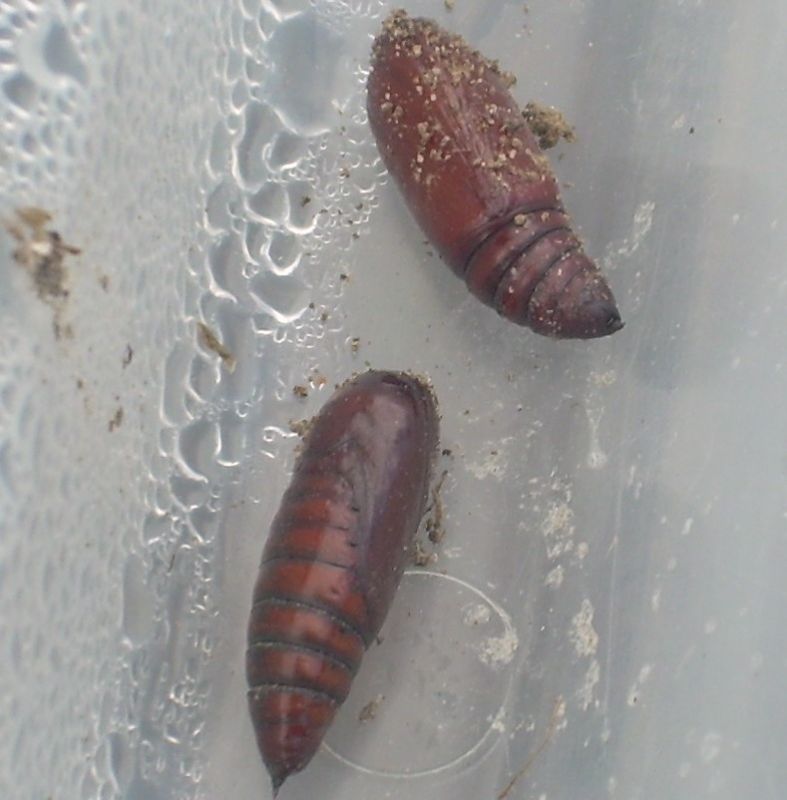 découvrez notre forum dédié aux insectes, un espace d'échange et de partage pour tous les passionnés de la diversité du monde insecte. participez aux discussions, posez vos questions et partagez vos observations sur les insectes dans leur habitat naturel.