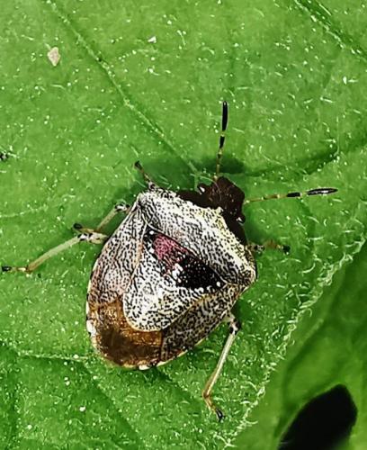 découvrez le forum insectes, votre espace dédié aux passionnés et curieux du monde des insectes. partagez vos connaissances, posez vos questions et échangez avec d'autres amateurs pour mieux comprendre ces fascinantes créatures qui peuplent notre planète.