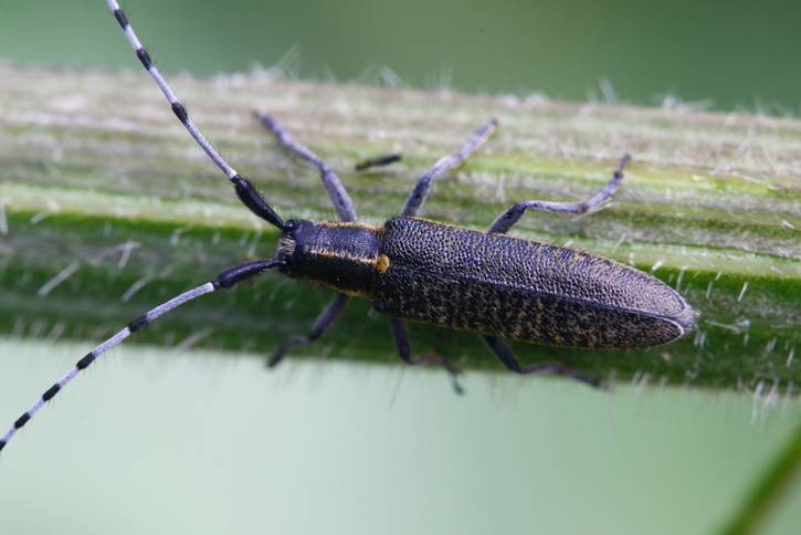 rejoignez notre forum dédié aux insectes pour échanger des conseils, partager des découvertes et poser vos questions sur le monde fascinant des insectes. que vous soyez passionné d'entomologie ou simplement curieux, trouvez la communauté idéale pour discuter de vos insectes préférés.