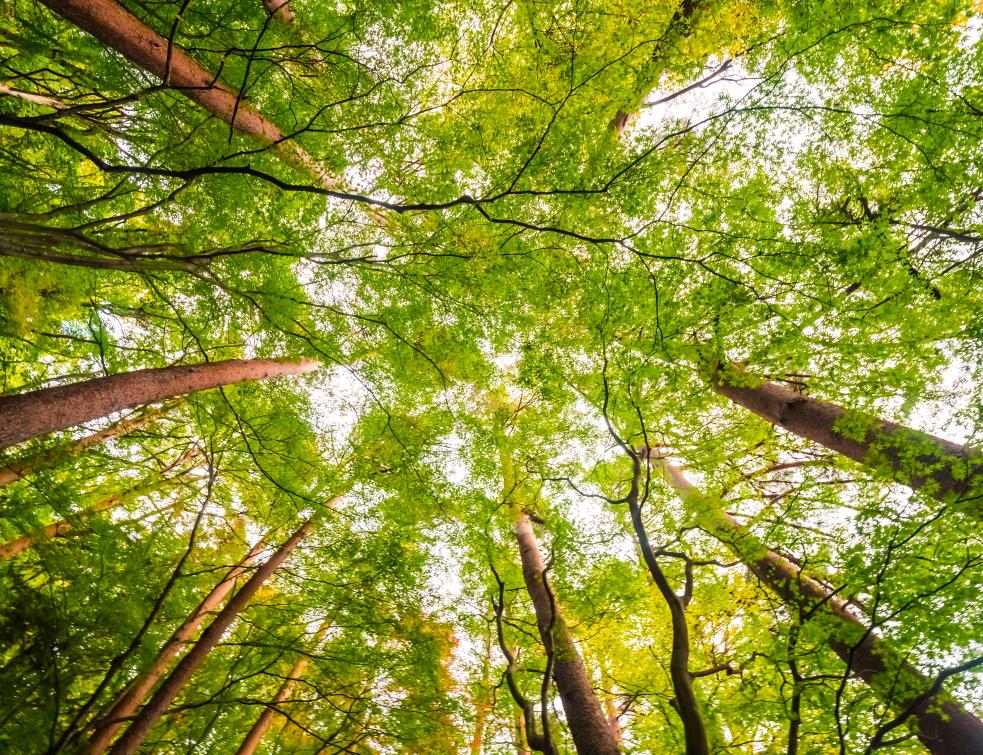 découvrez l'impact des matériaux sur l'environnement et explorez les solutions durables pour un avenir plus vert. informez-vous sur les choix écologiques et les innovations dans le secteur des matériaux.