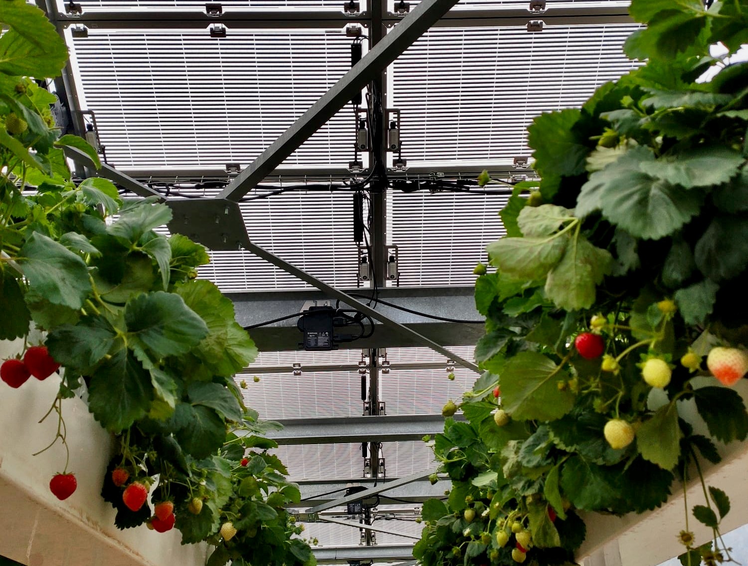 découvrez les panneaux insolight, une solution innovante pour maximiser la production d'énergie solaire. conçus pour s'adapter à divers environnements, ces panneaux offrent une efficacité optimale tout en préservant l'esthétique de votre toiture. transformez votre espace avec une technologie durable et performante.