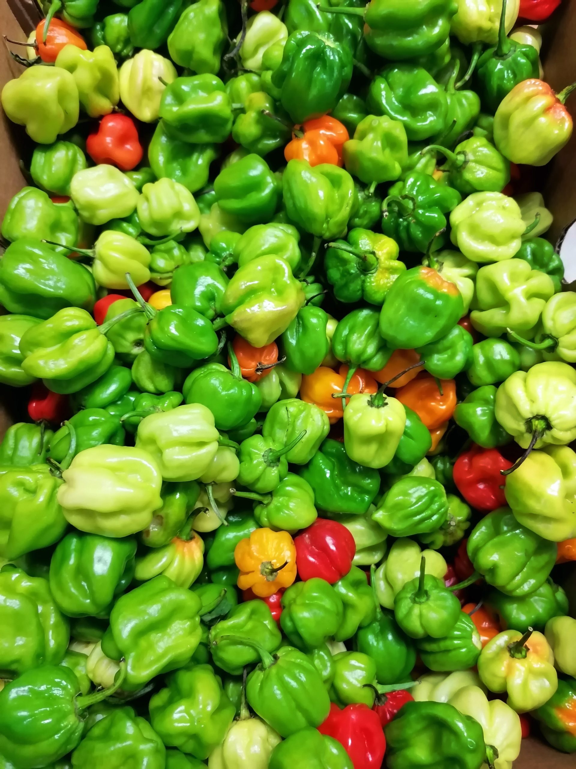 découvrez l'univers fascinant du piment : ses variétés, ses bienfaits pour la santé et des recettes épicées à essayer. éveillez vos sens avec des saveurs intenses et ajoutez du piquant à votre cuisine !