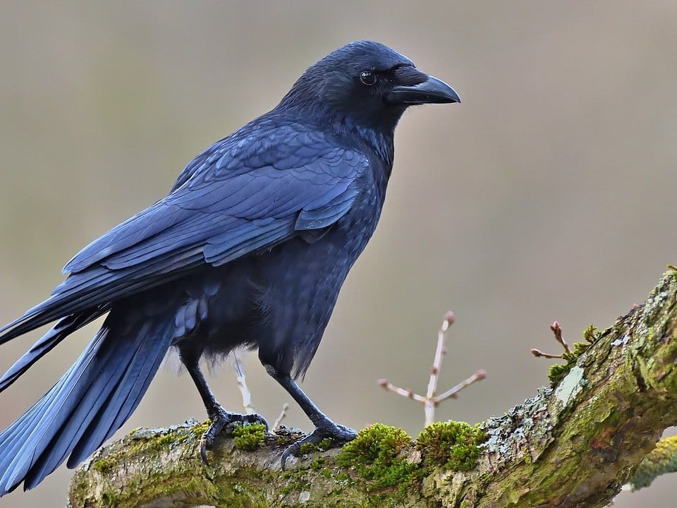 découvrez raben, un leader logistique innovant qui offre des solutions sur mesure pour le transport et l'entreposage. améliorez l'efficacité de votre chaîne d'approvisionnement avec nos services adaptés à vos besoins.