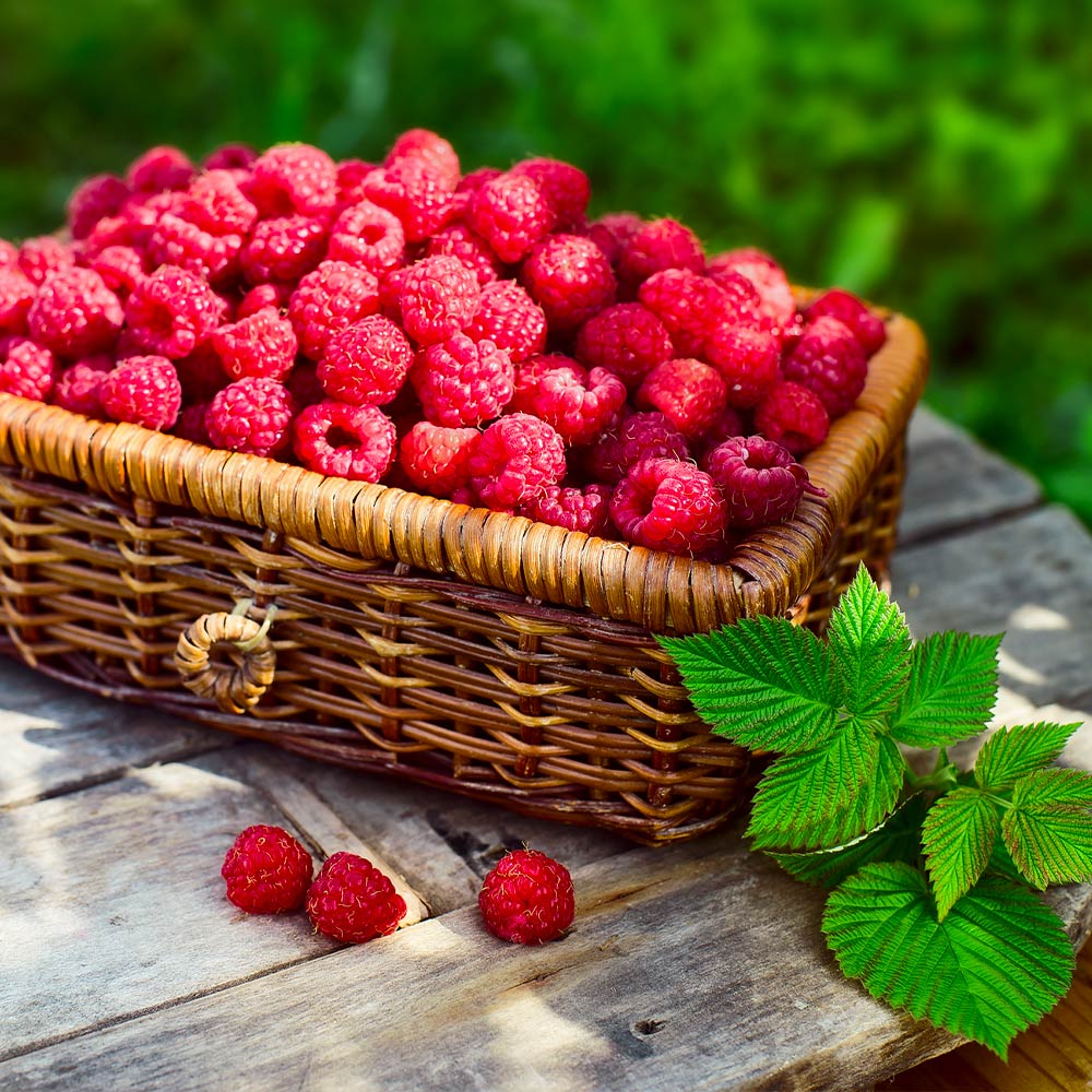 découvrez l'univers fascinant des framboises : bienfaits sur la santé, recettes délicieuses et conseils de culture pour profiter pleinement de ce fruit savoureux et polyvalent.