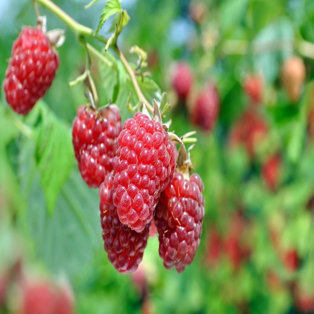 découvrez l'univers fascinant de la framboise : ses bienfaits pour la santé, ses délicieuses recettes et les conseils pour les cultiver chez vous. plongez dans le goût authentique de ce petit fruit rouge.
