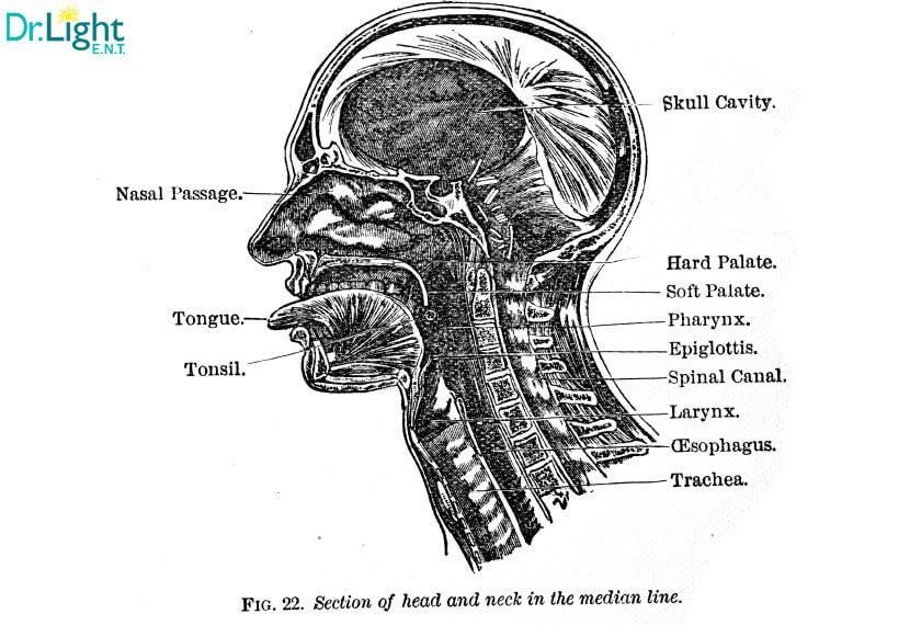 découvrez tout ce qu'il faut savoir sur les sinus : leur anatomie, leurs fonctions, ainsi que les problèmes courants tels que la sinusite. informez-vous sur les méthodes de prévention et de traitement pour maintenir une bonne santé respiratoire.