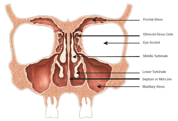 découvrez tout ce que vous devez savoir sur les sinus : leur anatomie, leurs fonctionnalités, et les pathologies courantes qui les affectent. informez-vous sur les traitements et les remèdes pour soulager les douleurs liées aux sinus et améliorer votre qualité de vie.