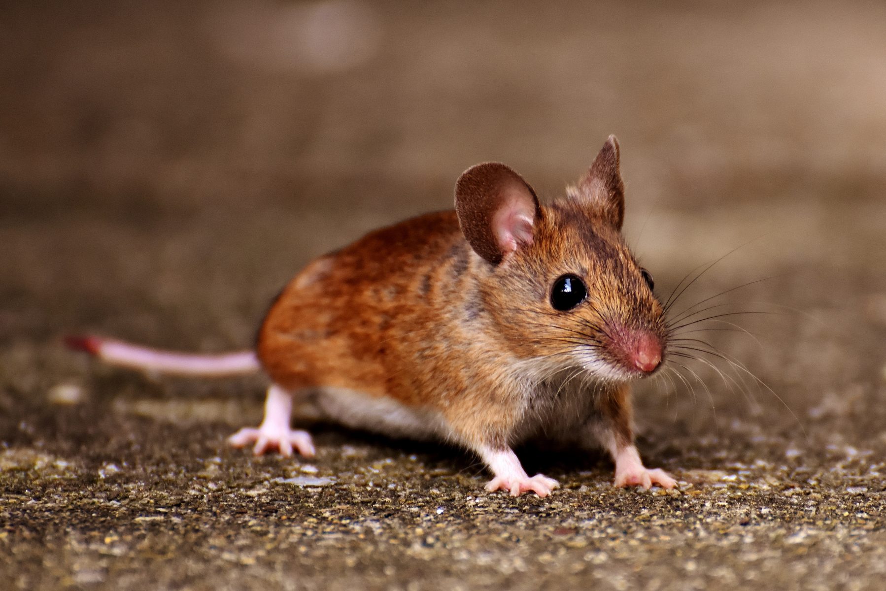 découvrez notre sélection de souris ergonomiques et performantes pour améliorer votre expérience informatique. que ce soit pour le travail ou le jeu, trouvez la souris qui correspond à vos besoins et profitez d'un confort optimal.