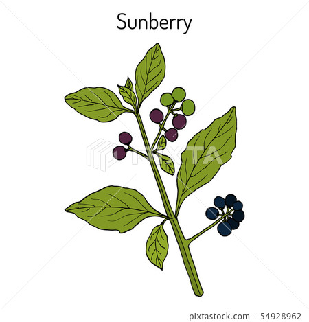 découvrez sunberry, une marque innovante offrant une gamme de produits naturels et sains, idéaux pour un mode de vie équilibré. explorez nos délicieuses recettes et conseils bien-être!