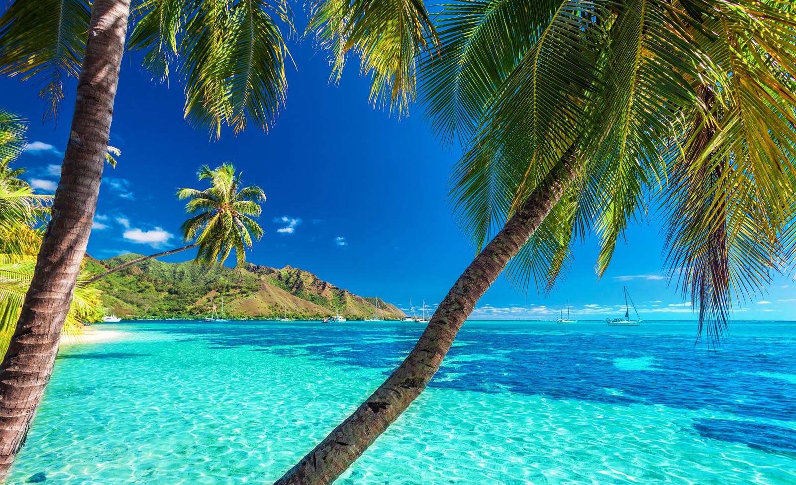 découvrez tahiti, la perle du pacifique, avec ses paysages époustouflants, ses plages de sable fin, sa culture riche et son ambiance tropicale envoûtante. partez à l'aventure dans ses lagons turquoise et laissez-vous séduire par l'hospitalité chaleureuse des tahitiens.