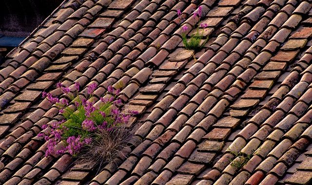 découvrez notre sélection de brosses toiture pour un entretien efficace de votre toit. idéales pour éliminer les salissures et préserver l'intégrité de vos matériaux, nos brosses garantissent un résultat impeccable et prolongent la durée de vie de votre toiture. commandez dès maintenant et prenez soin de votre maison !