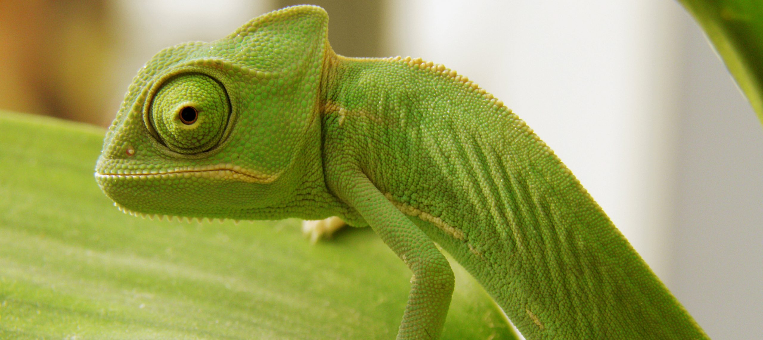 découvrez le fascinant monde des caméléons, ces lézards extraordinaires capables de changer de couleur. apprenez-en plus sur leur habitat, leur alimentation et leurs comportements uniques. plongez dans l'univers captivant de ces créatures fascinantes.