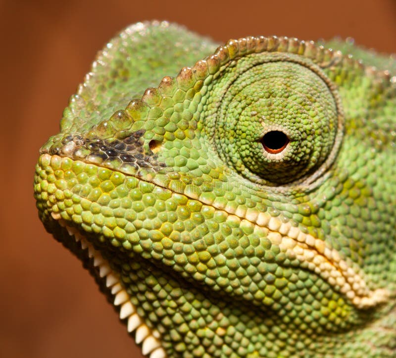 découvrez l'univers fascinant des caméléons, ces reptiles remarquables capables de changer de couleur et de s'adapter à leur environnement. apprenez-en plus sur leurs habitats, comportements et les espèces les plus étonnantes dans cet article captivant.