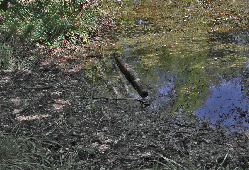 découvrez les dangers de l'eau stagnante, ses impacts sur la santé et l'environnement, ainsi que des conseils pratiques pour éviter sa formation et préserver la qualité de votre cadre de vie.