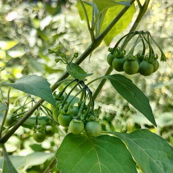 découvrez le matériel sunberry, alliant innovation et qualité pour vos besoins en extérieur. profitez d'équipements durables et performants, conçus pour améliorer votre expérience en jardinage et loisirs.