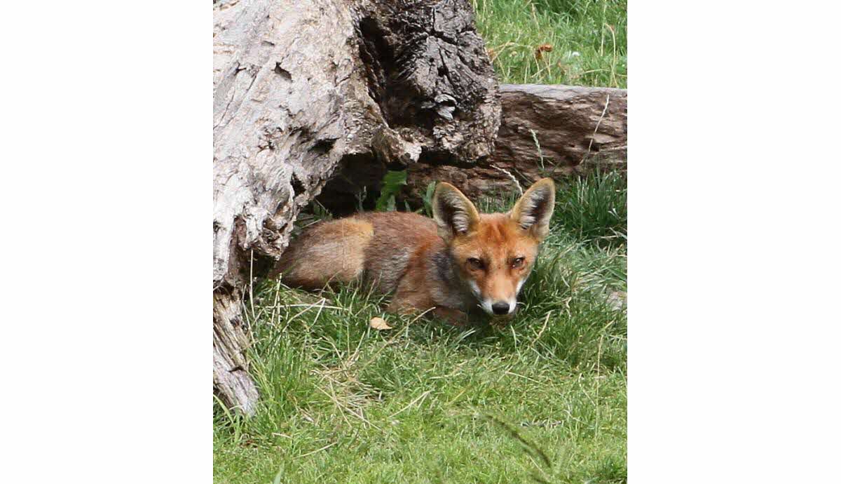 découvrez le fascinant univers de la puce renard, un insecte étonnant aux caractéristiques uniques. apprenez-en plus sur son habitat, son comportement et son rôle dans l'écosystème. plongez dans le monde intrigant de cette petite créature au talent de survivre dans diverses conditions.