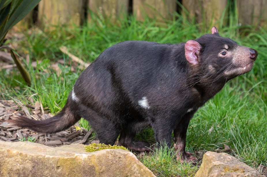 explorez l'univers fascinant du diable à travers les mythes, légendes et représentations dans la culture. découvrez les différentes interprétations de cet être mystérieux, symboles de tentation et de mal, et plongez dans son impact sur l'imaginaire collectif.