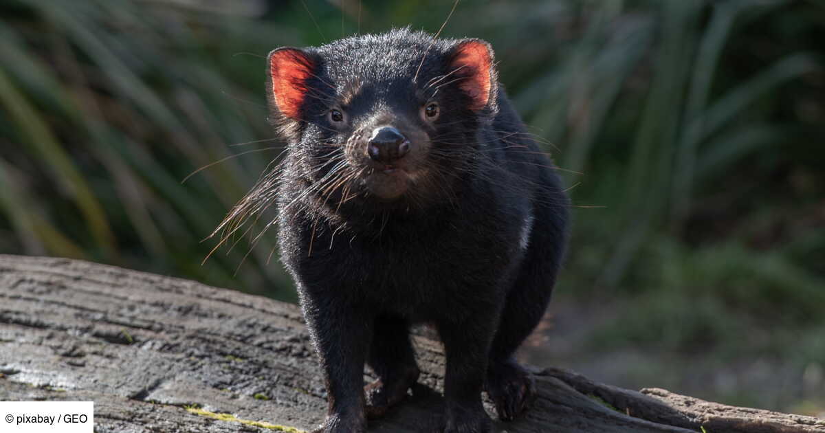 découvrez l'univers fascinant du diable : mythologie, symbolisme et représentations à travers les âges. plongez dans les légendes et les récits qui entourent cette figure complexe et souvent mal comprise.