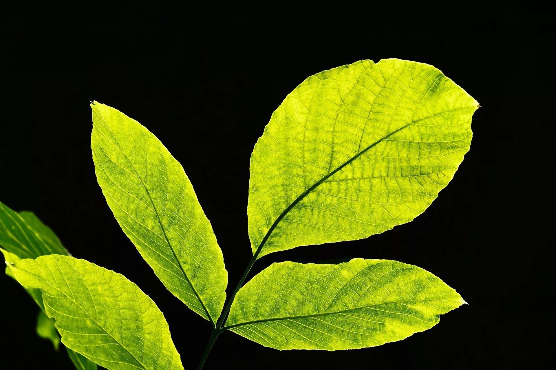 découvrez l'univers fascinant des feuilles : leurs formes, couleurs et rôles essentiels dans la nature. apprenez comment elles contribuent à la photosynthèse et à l'écosystème tout en explorant des idées créatives pour les intégrer dans votre décoration ou votre art.