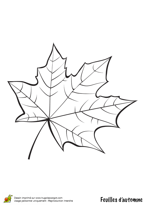 découvrez l'univers fascinant des feuilles : leur diversité, leur rôle vital dans l'écosystème et les secrets de leur croissance. explorez comment ces structures végétales essentielles contribuent à la vie sur terre et embellissent notre environnement.