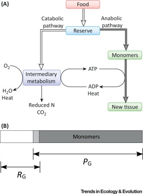 découvrez comment le flux d'énergie influence notre quotidien. apprenez les principes fondamentaux de l'énergie, ses différentes formes et comment optimiser votre bien-être grâce à une gestion efficace de cette ressource essentielle.