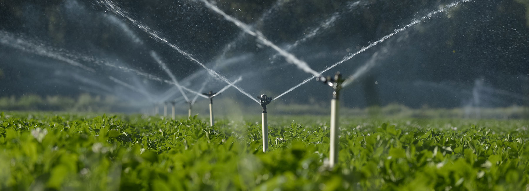 découvrez nos solutions d'irrigation efficaces pour maximiser la productivité de vos cultures. apprenez les techniques modernes d'irrigation pour économiser l'eau tout en garantissant une croissance optimale de vos plantations.