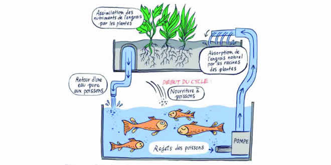 découvrez notre pompe aquaponie, essentielle pour optimiser votre système de culture aquaponique. profitez d'une circulation d'eau efficace et favorisez la croissance de vos plantes tout en assurant le bien-être de vos poissons. idéale pour les jardins intérieurs et extérieurs.