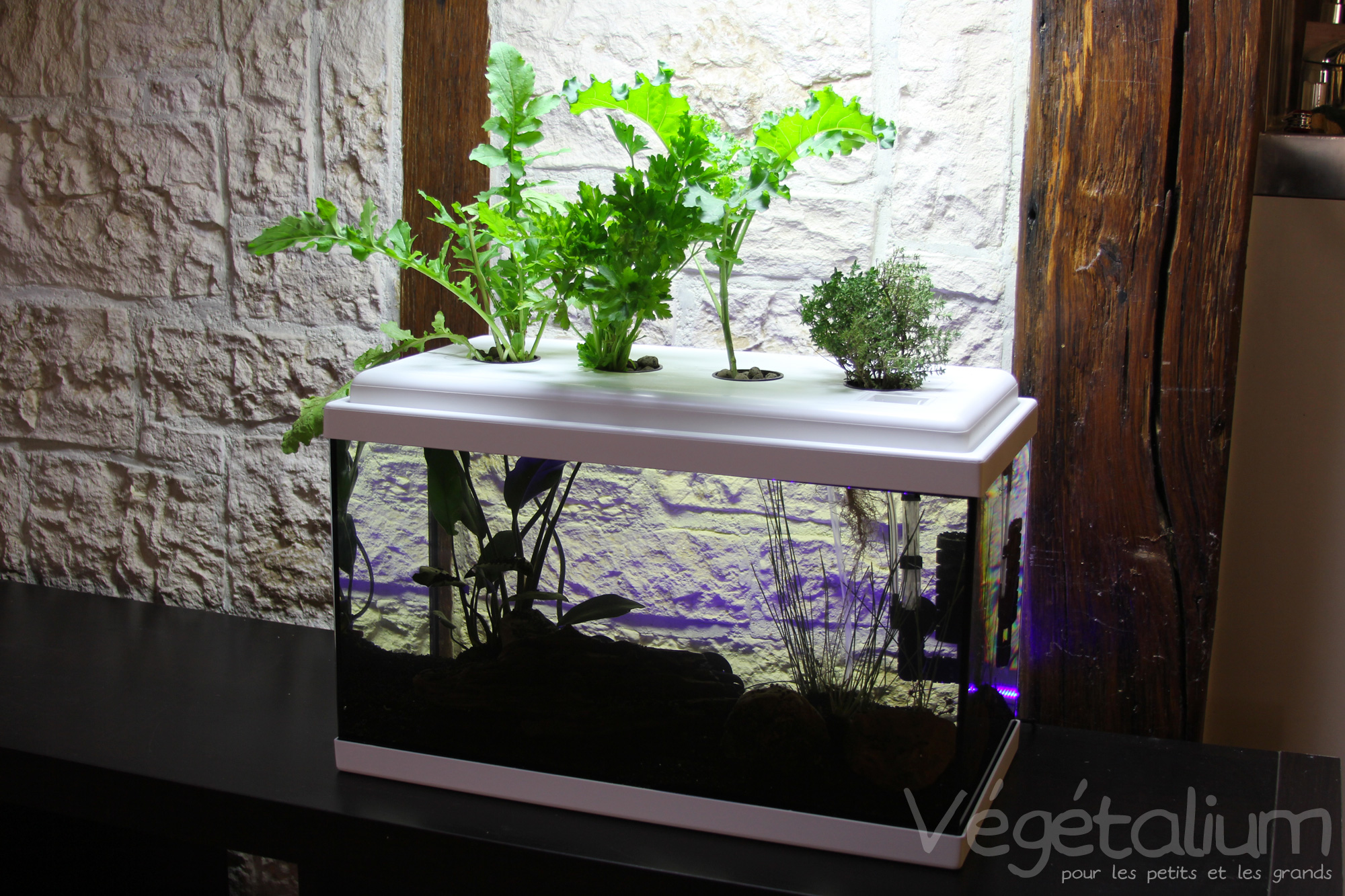 découvrez tout ce qu'il faut savoir sur les pompes pour aquaponie : leur fonctionnement, les différents types disponibles et comment choisir la meilleure pour votre système aquaponique. optimisez la croissance de vos plantes et poissons avec notre guide complet.