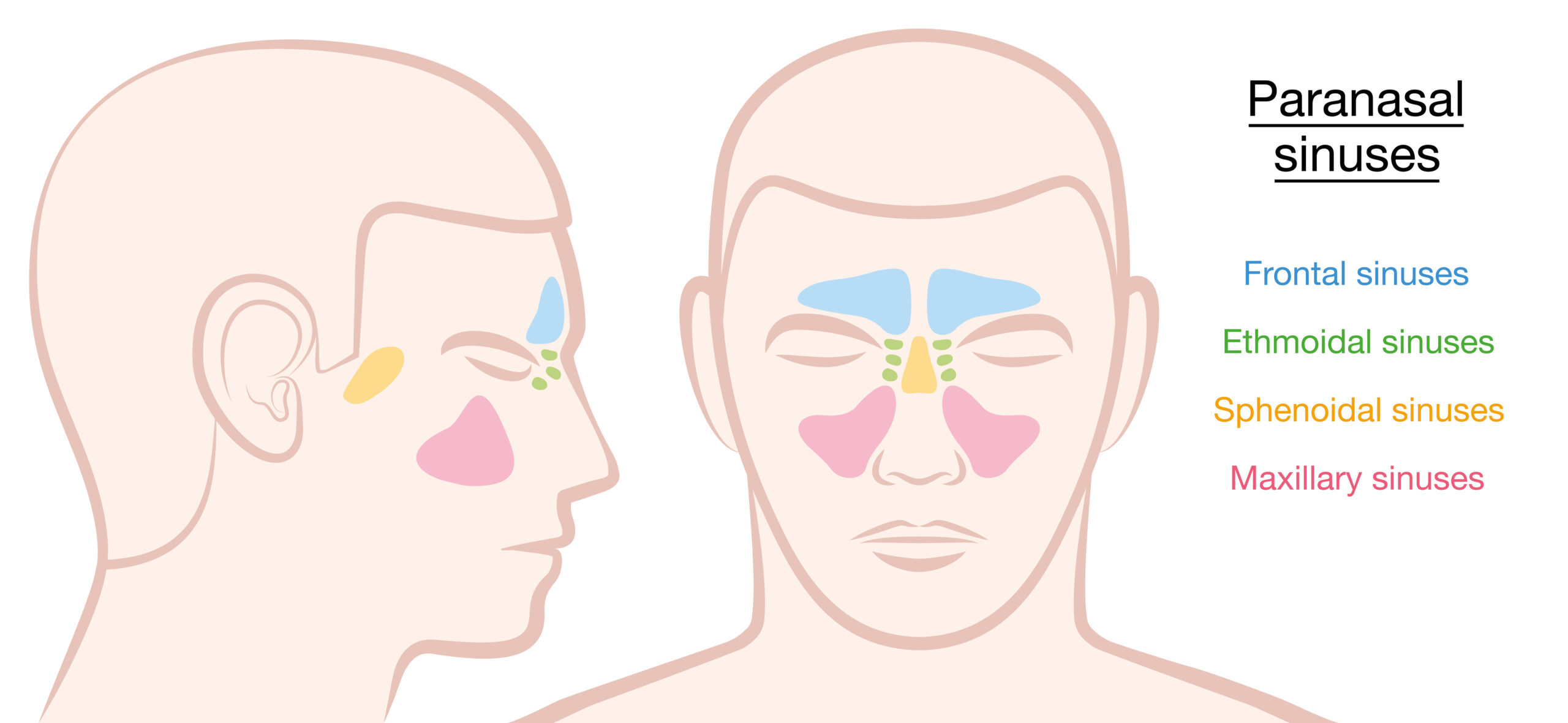 découvrez tout sur les sinus, leur anatomie, fonction et les problèmes courants qui peuvent les affecter. apprenez à gérer les sinusites et améliorez votre bien-être respiratoire.