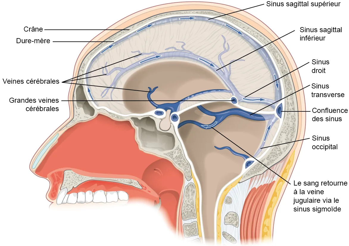 découvrez tout ce qu'il faut savoir sur les sinus : leur anatomie, les problèmes courants tels que les sinusites, ainsi que des conseils pour soulager les symptômes. apprenez à mieux comprendre la santé de vos sinus et à prendre soin de votre bien-être respiratoire.